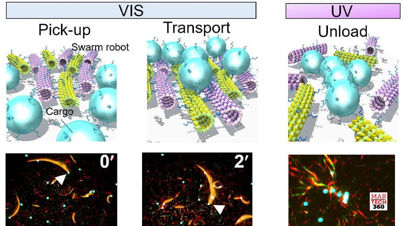Molecular robots work cooperatively in swarms